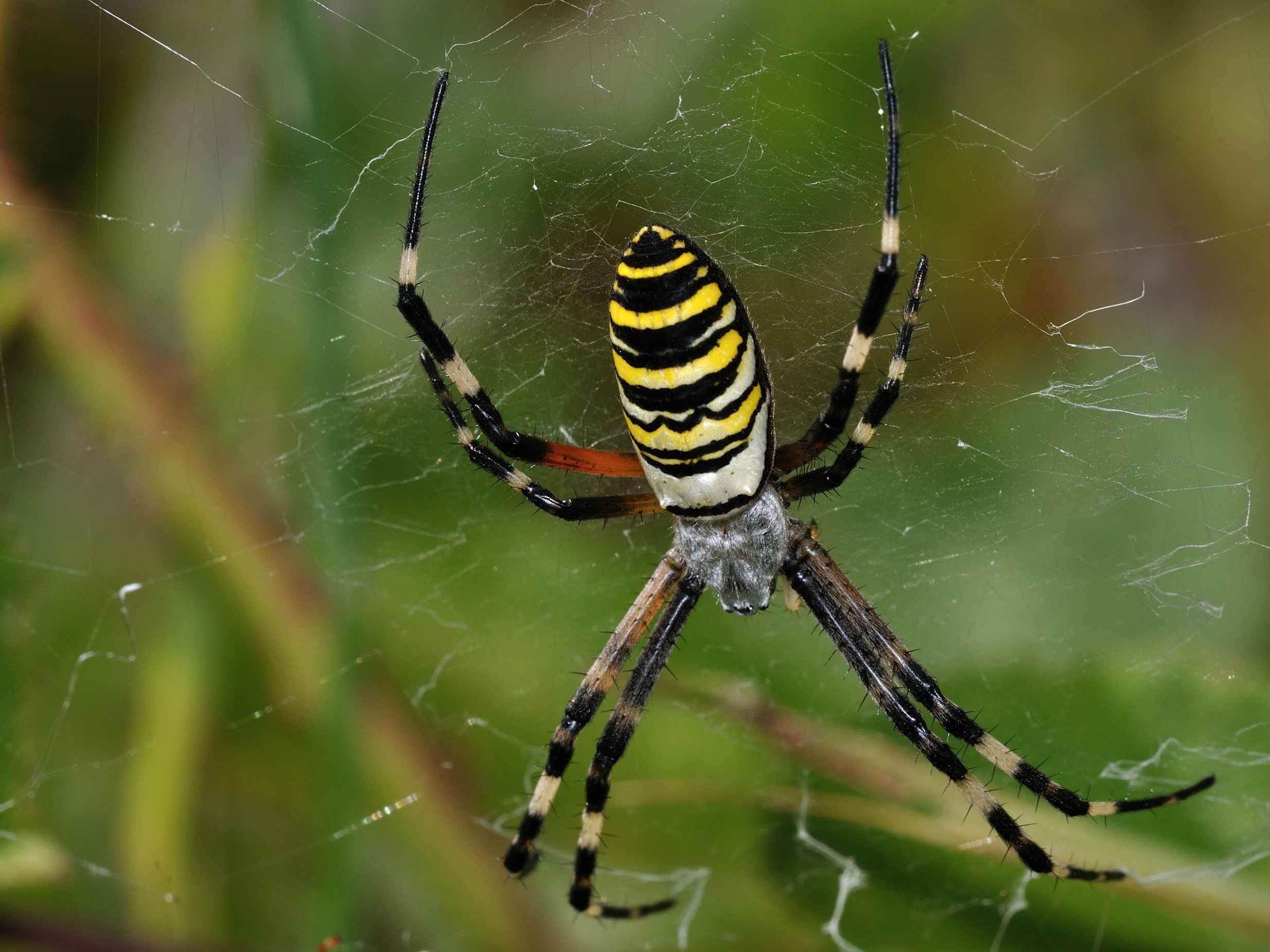 Araneidae - Argiope bruennichi